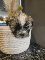 Gunnar, a male Shih Tzu for sale in Long Beach, CA – Photo 1 of 4