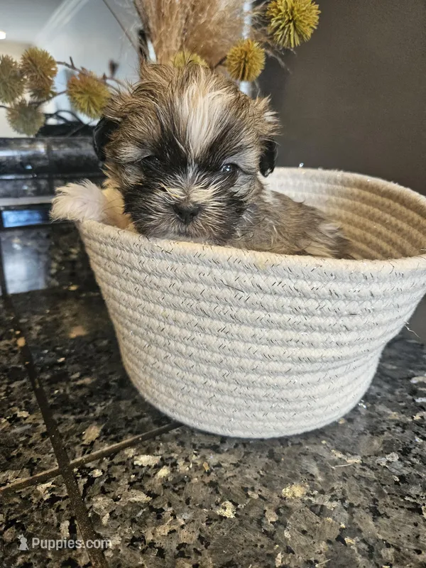 Gunnar – Shih Tzu puppy for sale in Long Beach, CA