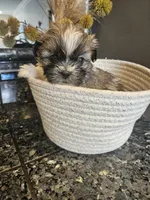 Gunnar, a male Shih Tzu for sale in Long Beach, CA – Photo 4 of 4