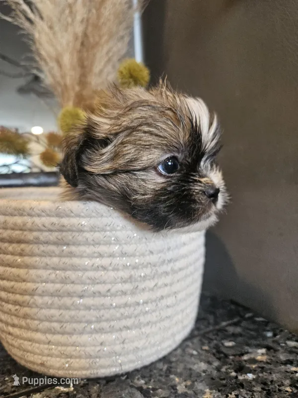 Gunnar – Shih Tzu puppy for sale in Long Beach, CA