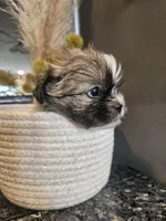 Gunnar, a male Shih Tzu for sale in Long Beach, CA – Photo 3 of 4