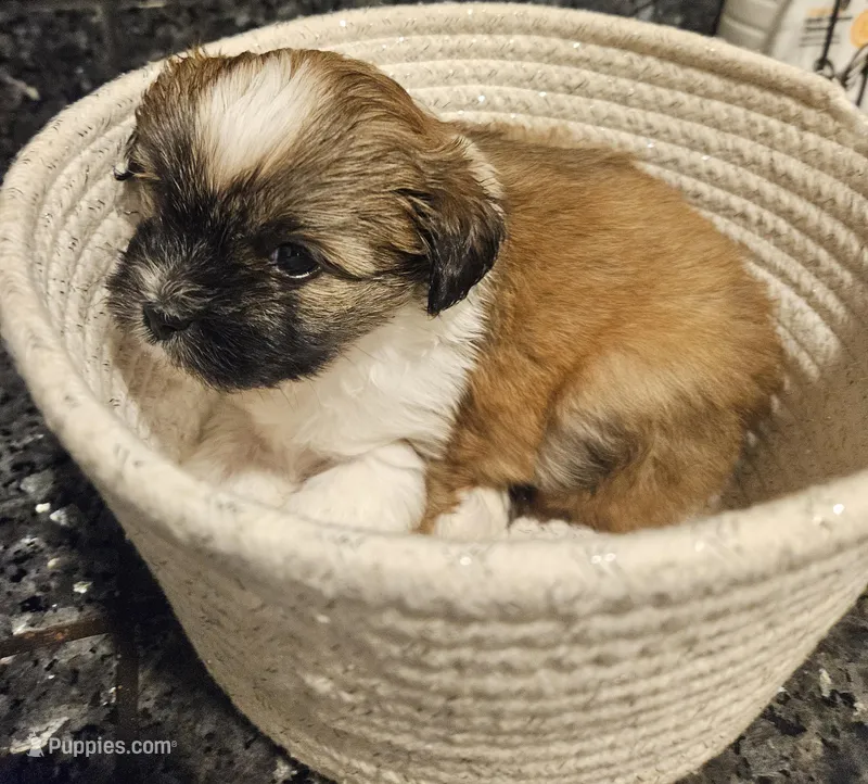 Muffin – Shih Tzu puppy for sale in Long Beach, CA