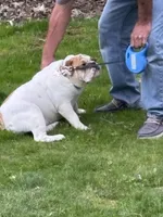 Emma Jean, a female English Bulldog for sale in Delaware, OH – 8 of 9