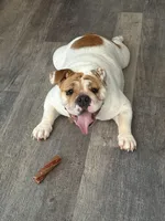 Emma Jean, a female English Bulldog for sale in Delaware, OH – 2 of 9