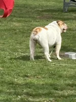 Emma Jean, a female English Bulldog for sale in Delaware, OH – 7 of 9