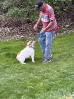 Emma Jean, a female English Bulldog for sale in Delaware, OH – 9 of 9
