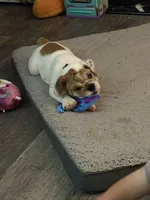 Emma Jean, a female English Bulldog for sale in Delaware, OH – 6 of 9