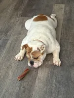 Emma Jean, a female English Bulldog for sale in Delaware, OH – 3 of 9