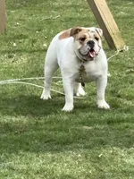 Emma Jean, a female English Bulldog for sale in Delaware, OH – 5 of 9