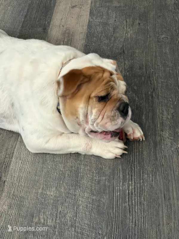Emma Jean – English Bulldog puppy for sale in Delaware, OH