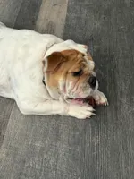 Emma Jean, a female English Bulldog for sale in Delaware, OH – 1 of 9