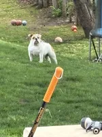 Emma Jean, a female English Bulldog for sale in Delaware, OH – 4 of 9