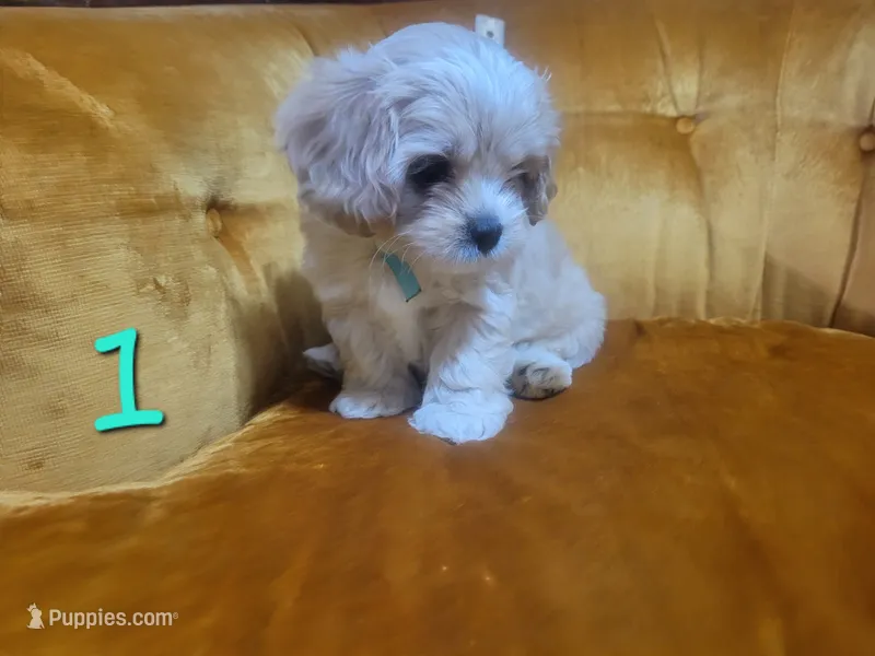 Otis – Cavalier King Charles Spaniel puppy for sale in Springtown, TX