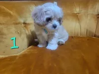 Otis, a male Cavalier King Charles Spaniel for sale in Springtown, TX – 1 of 2