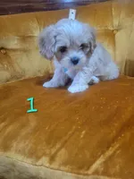 Otis, a male Cavalier King Charles Spaniel for sale in Springtown, TX – 2 of 2