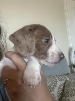 No name, a male Miniature Dachshund for sale in Dallas, TX – Photo 2 of 3