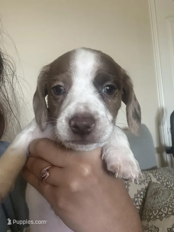 No name – Miniature Dachshund puppy for sale in Dallas, TX