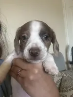 No name, a male Miniature Dachshund for sale in Dallas, TX – Photo 1 of 3