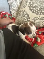 No name, a male Miniature Dachshund for sale in Dallas, TX – Photo 2 of 2