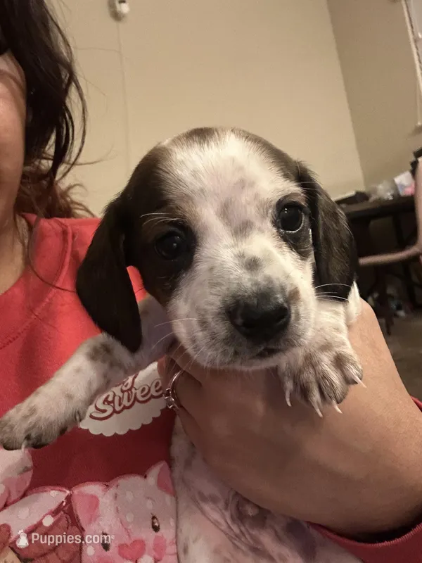 No name – Miniature Dachshund puppy for sale in Dallas, TX