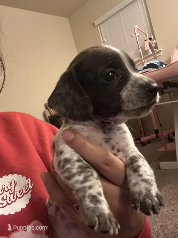No name – Miniature Dachshund puppy for sale in Dallas, TX