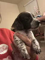 No name, a male Miniature Dachshund for sale in Dallas, TX – Photo 1 of 3