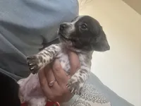 No name, a male Miniature Dachshund for sale in Dallas, TX – Photo 3 of 3