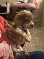 No name , a male Miniature Dachshund for sale in Dallas, TX – Photo 2 of 3