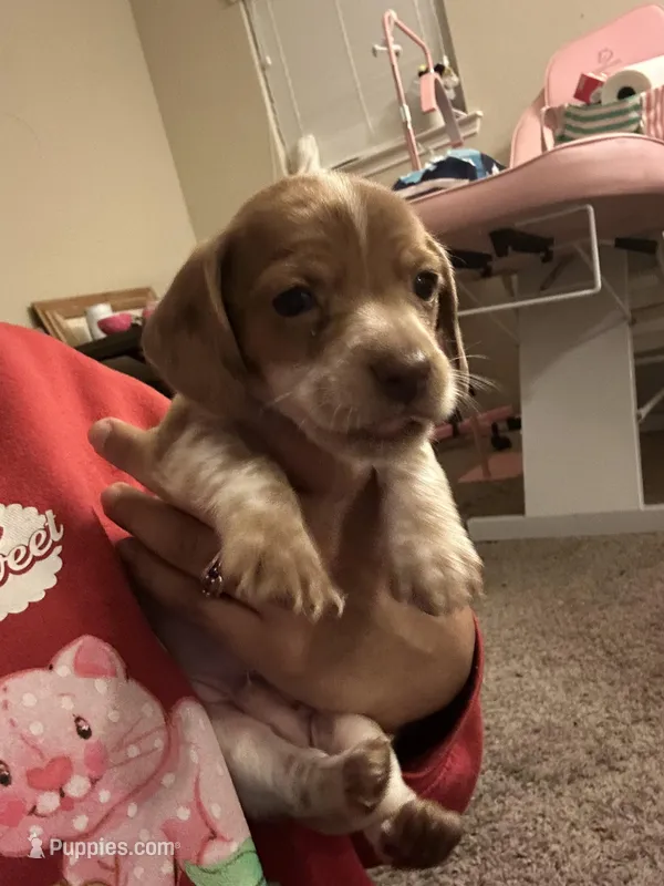 No name  – Miniature Dachshund puppy for sale in Dallas, TX