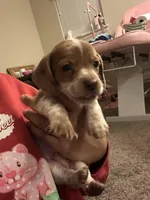 No name , a male Miniature Dachshund for sale in Dallas, TX – Photo 1 of 3