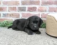 Bean, a male Labrador Retriever for sale in Syracuse, IN – 2 of 5