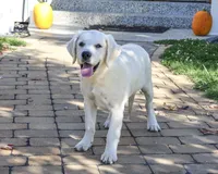 AKC Tori, a female English Cream Golden Retriever for sale in Syracuse, IN – 4 of 10