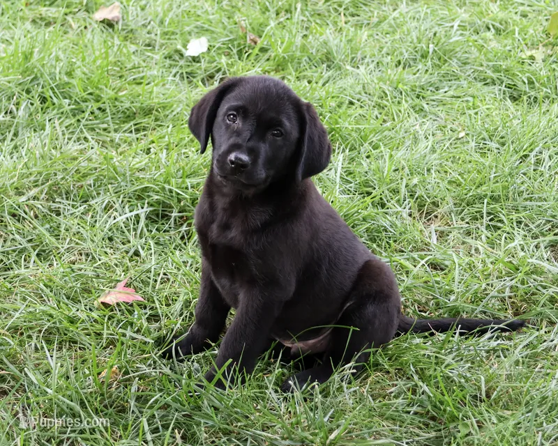 AKC Melvin – Labrador Retriever puppy for sale in Syracuse, IN