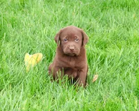 AKC Ezra , a male Labrador Retriever for sale in Syracuse, IN – 4 of 8