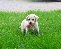 AKC Rosetta, a female Labrador Retriever for sale in Syracuse, IN – 2 of 7