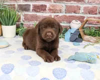 AKC Fudge , a male Labrador Retriever for sale in Syracuse, IN – 2 of 6