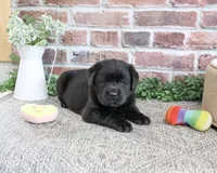 Brooke, a female Labrador Retriever for sale in Syracuse, IN – 3 of 5
