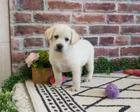 AKC Wanda, a female Labrador Retriever for sale in Syracuse, IN – 2 of 8