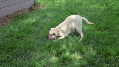 AKC Silvermist , a female Labrador Retriever for sale in Syracuse, IN – 4 of 10