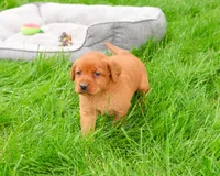 AKC Rachel, a female Labrador Retriever for sale in Syracuse, IN – 3 of 7