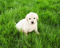 AKC Brody , a male English Cream Golden Retriever for sale in Syracuse, IN – 5 of 7