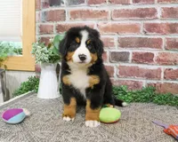 AKC Star, a female Bernese Mountain Dog for sale in Syracuse, IN – 5 of 8