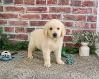 AKC Gilbert, a male Golden Retriever for sale in Syracuse, IN – 3 of 9