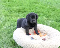AKC Max, a male Labrador Retriever for sale in Syracuse, IN – 3 of 5
