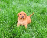 AKC Rachel, a female Labrador Retriever for sale in Syracuse, IN – 5 of 7