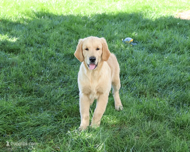 AKC Georgie  – Golden Retriever puppy for sale in Syracuse, IN