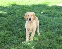 AKC Georgie , a male Golden Retriever for sale in Syracuse, IN – 1 of 10