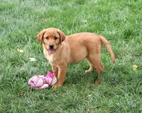 AKC Claudia, a female Labrador Retriever for sale in Syracuse, IN – 5 of 5