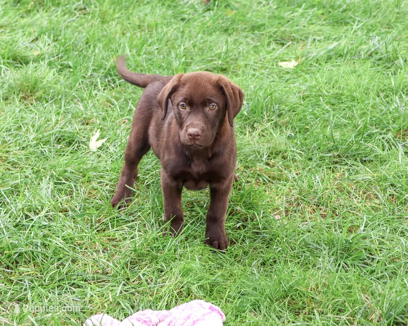 AKC Meredith – Labrador Retriever puppy for sale in Syracuse, IN
