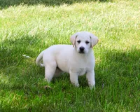 AKC Wanda, a female Labrador Retriever for sale in Syracuse, IN – 5 of 10